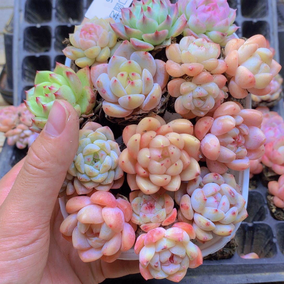 我要去看你了啊016