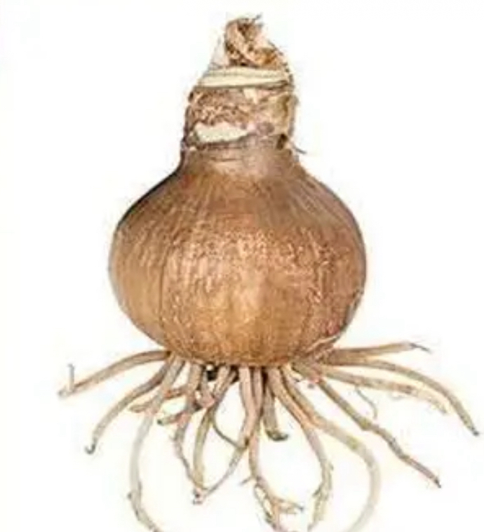 朱顶红种球【女王混乱5-6厘米左右1粒】