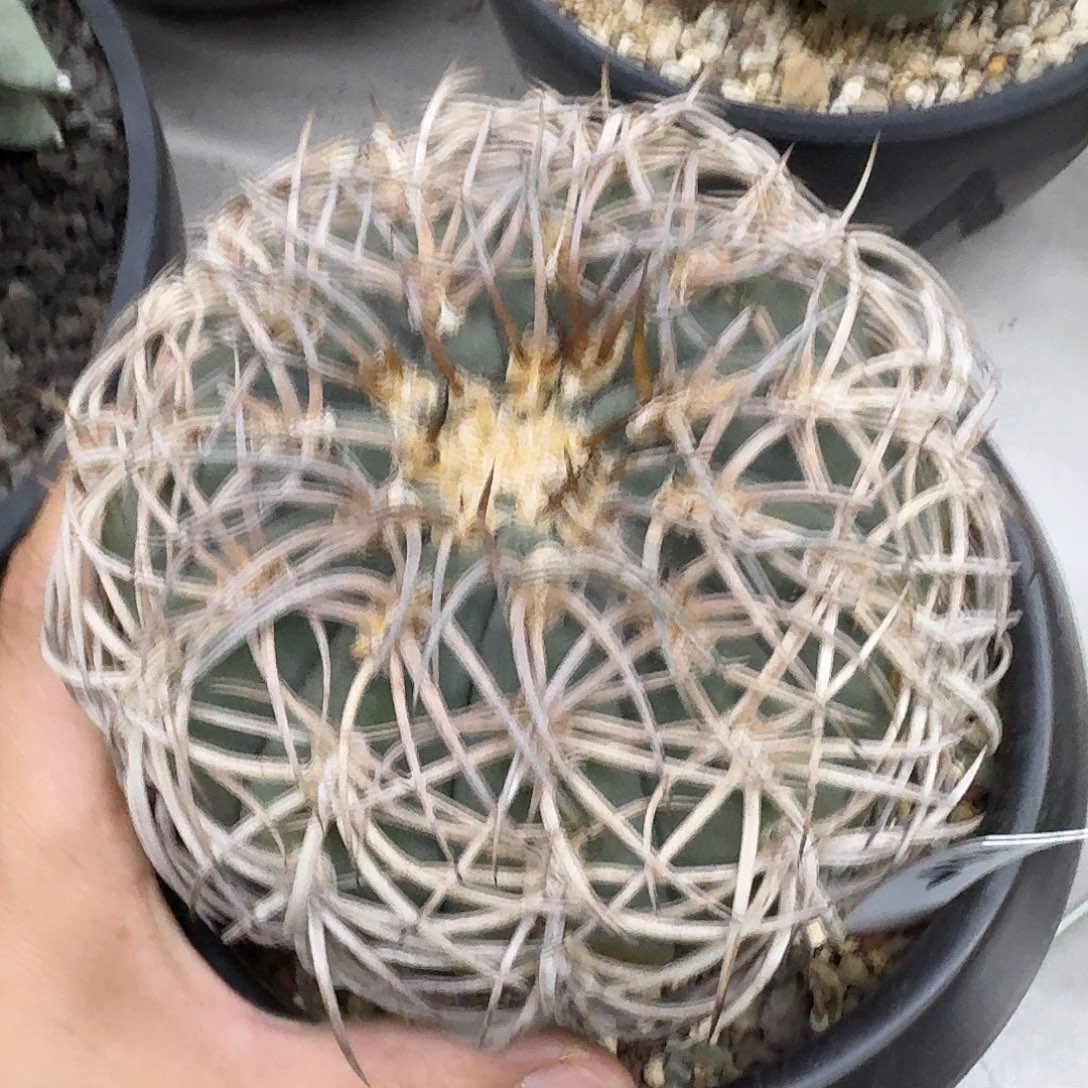 自根九刺伏刺天平