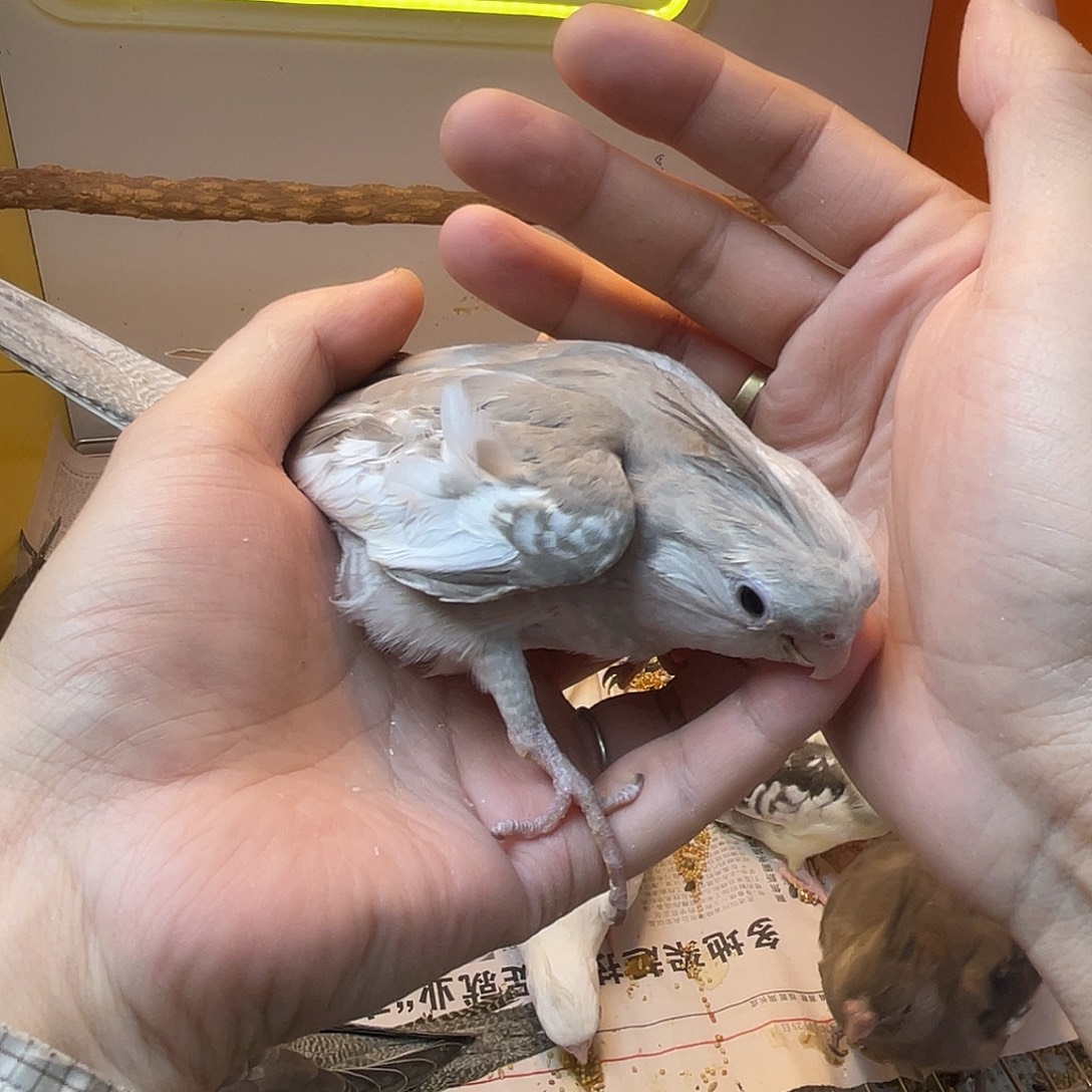 玄凤鹦鹉/鸡尾鹦鹉