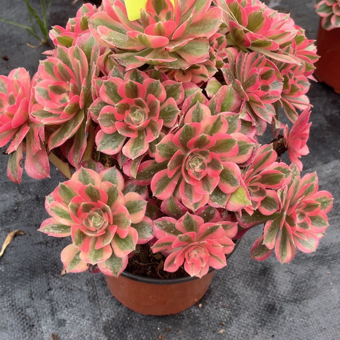 初恋老桩手捧2福利