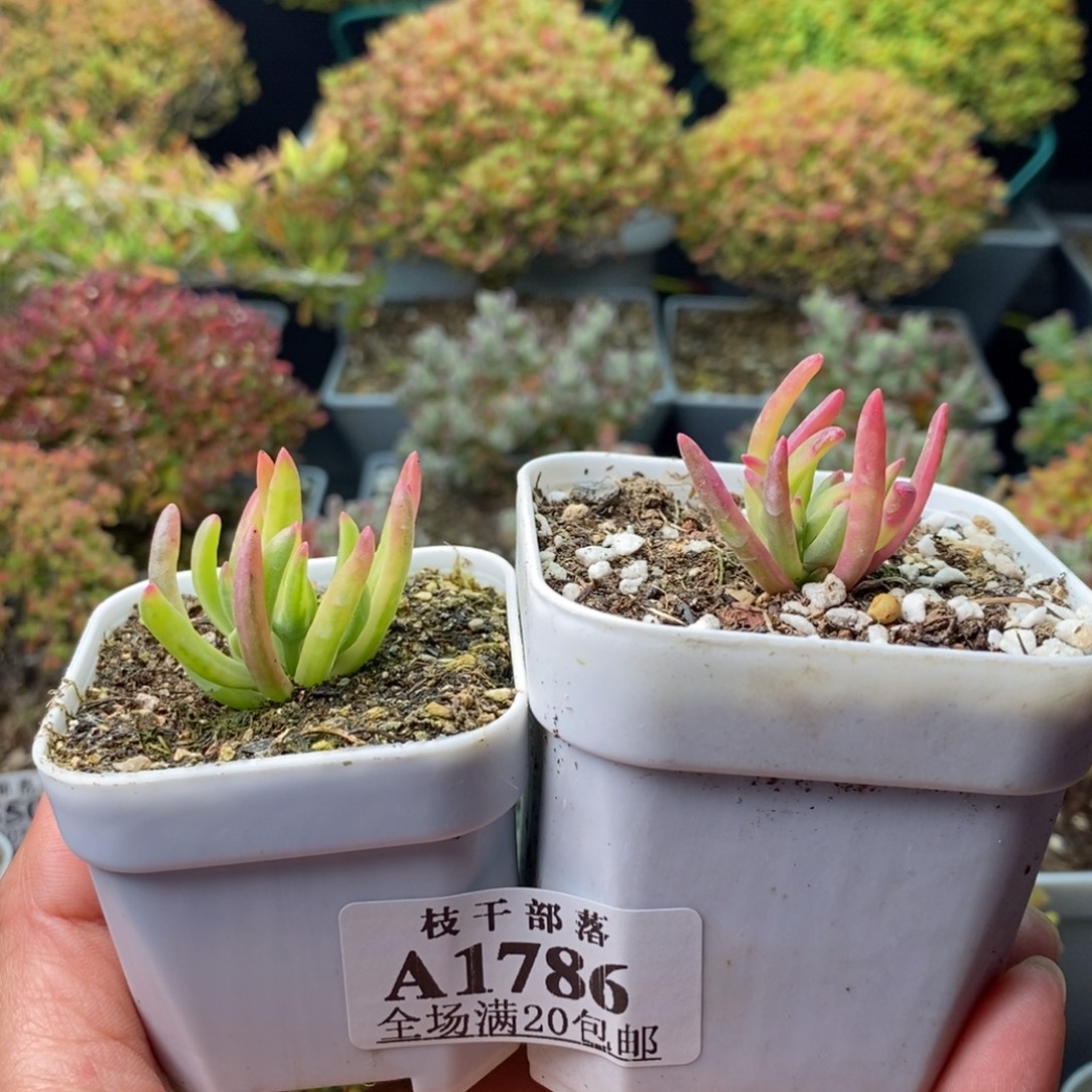 帅***马1786冰花锦 。       