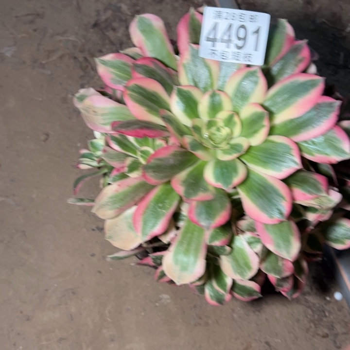 4491多肉植物7彩石