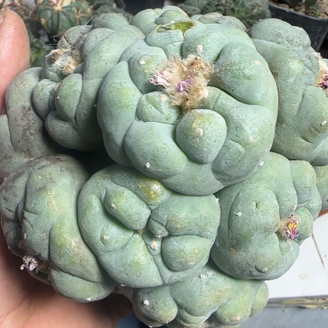 【闪购商品】群头蓝白特凸大尤微瑕疵745