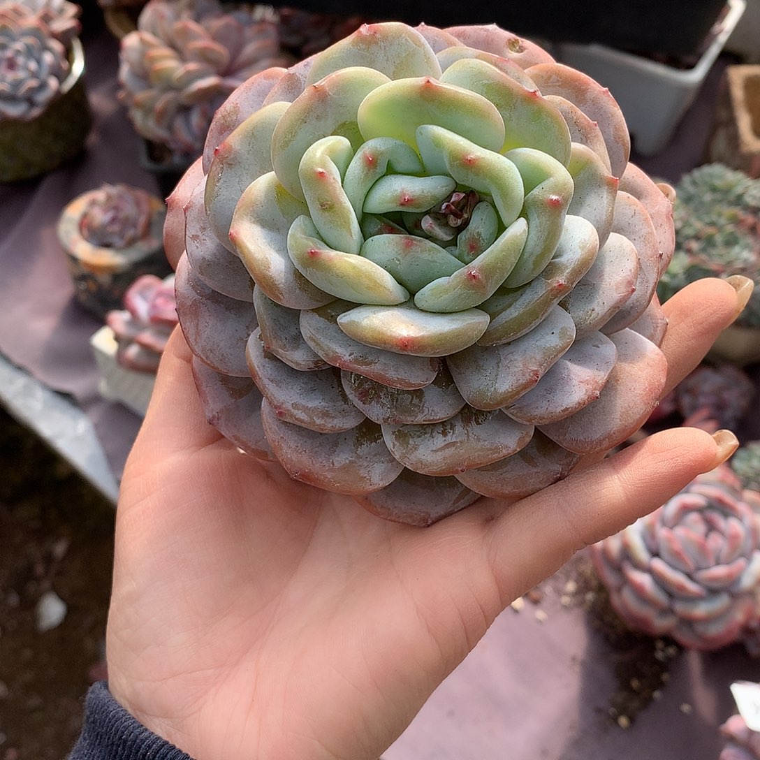 ୧***福哈哈哈哈哈哈哈石榴籽