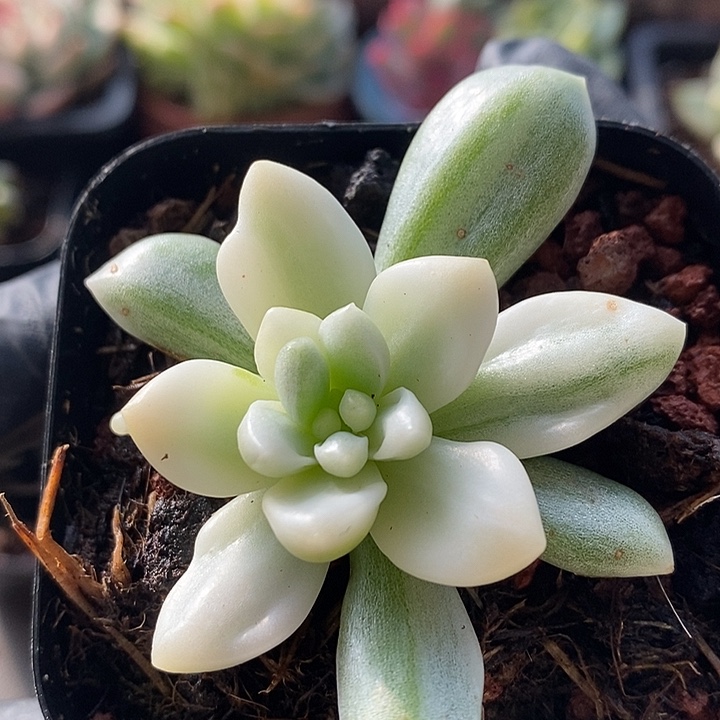 香奈儿锦宽复轮多肉植物