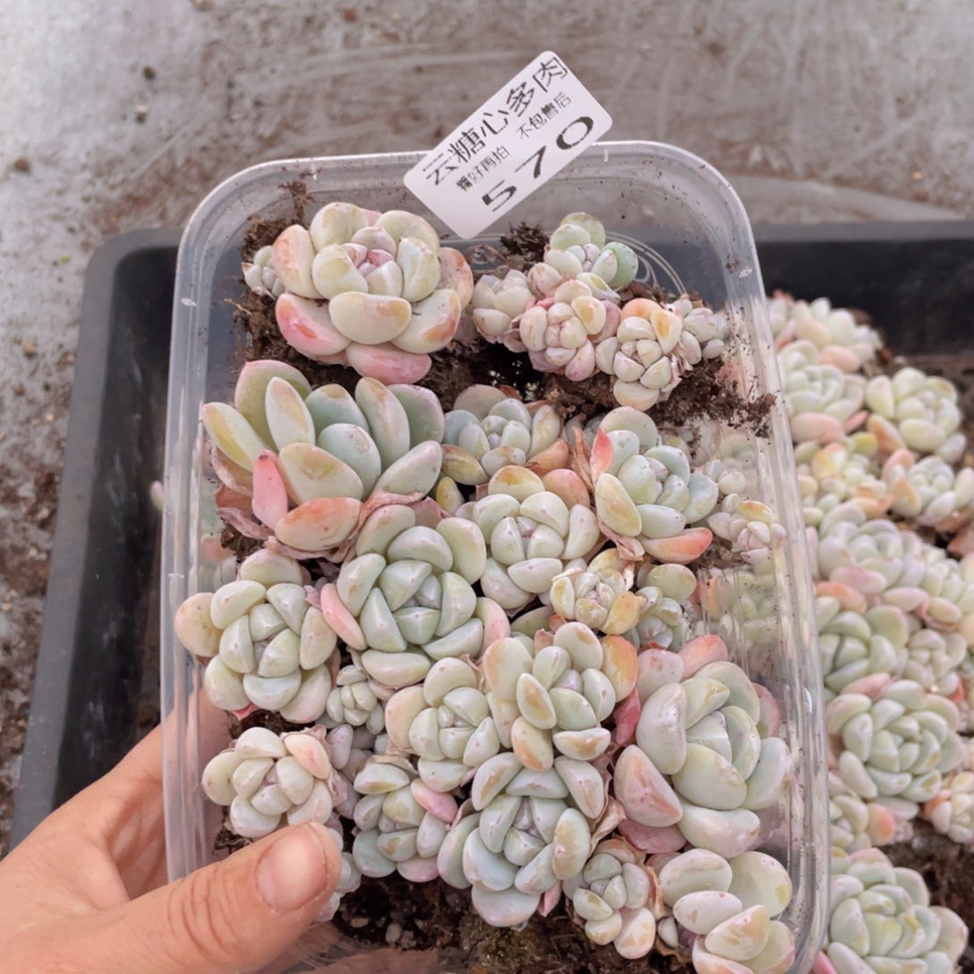 云糖心多肉植物570