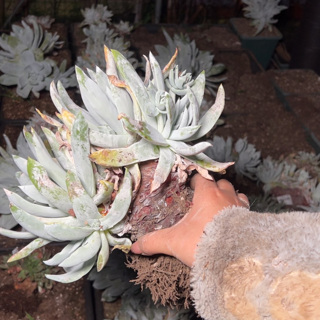 394瑕疵哈哈哈哈哈哈哈哈