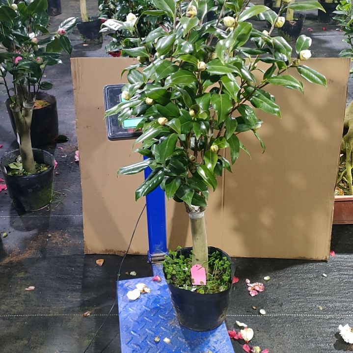 579黄绣球，原盆原土，不包邮