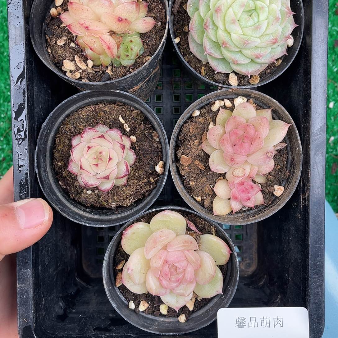 多肉一物一拍28-150