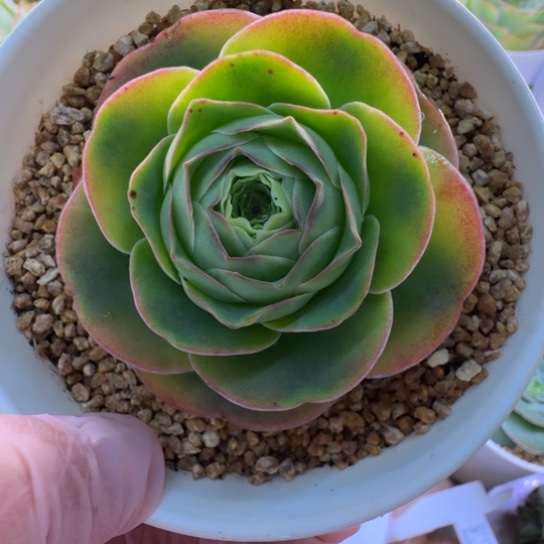 彩虹基因帕尔马系列冠服5.5cm