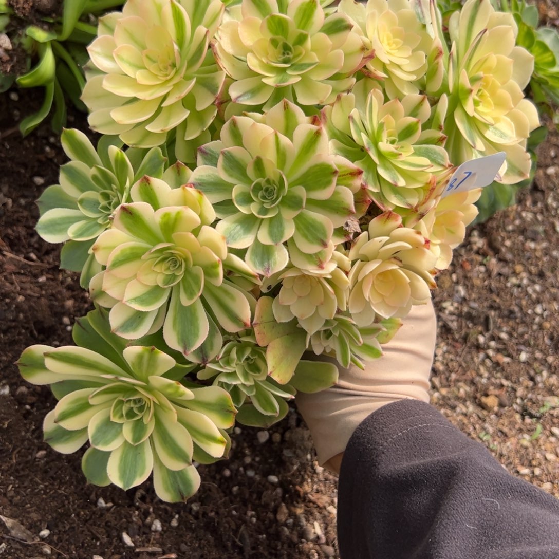 87伊丽莎白悬崖多肉椅子