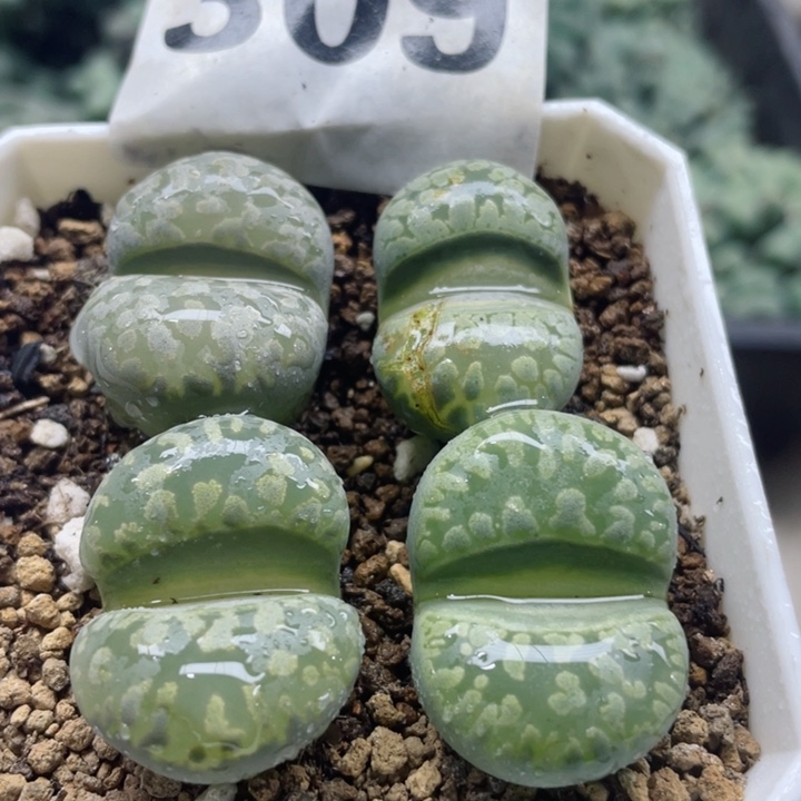 309大津绘带盆l l