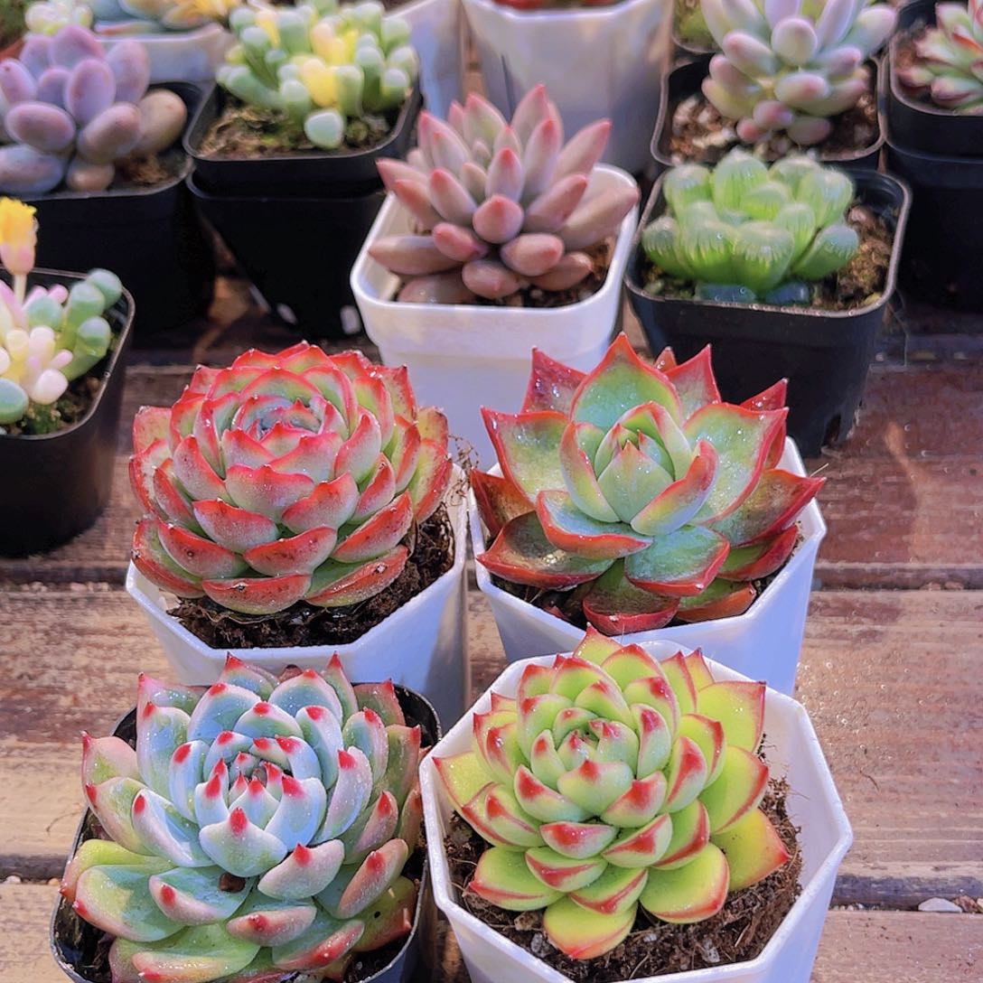 惊鸿仙子➕吉娃娃➕月亮石➕侧影