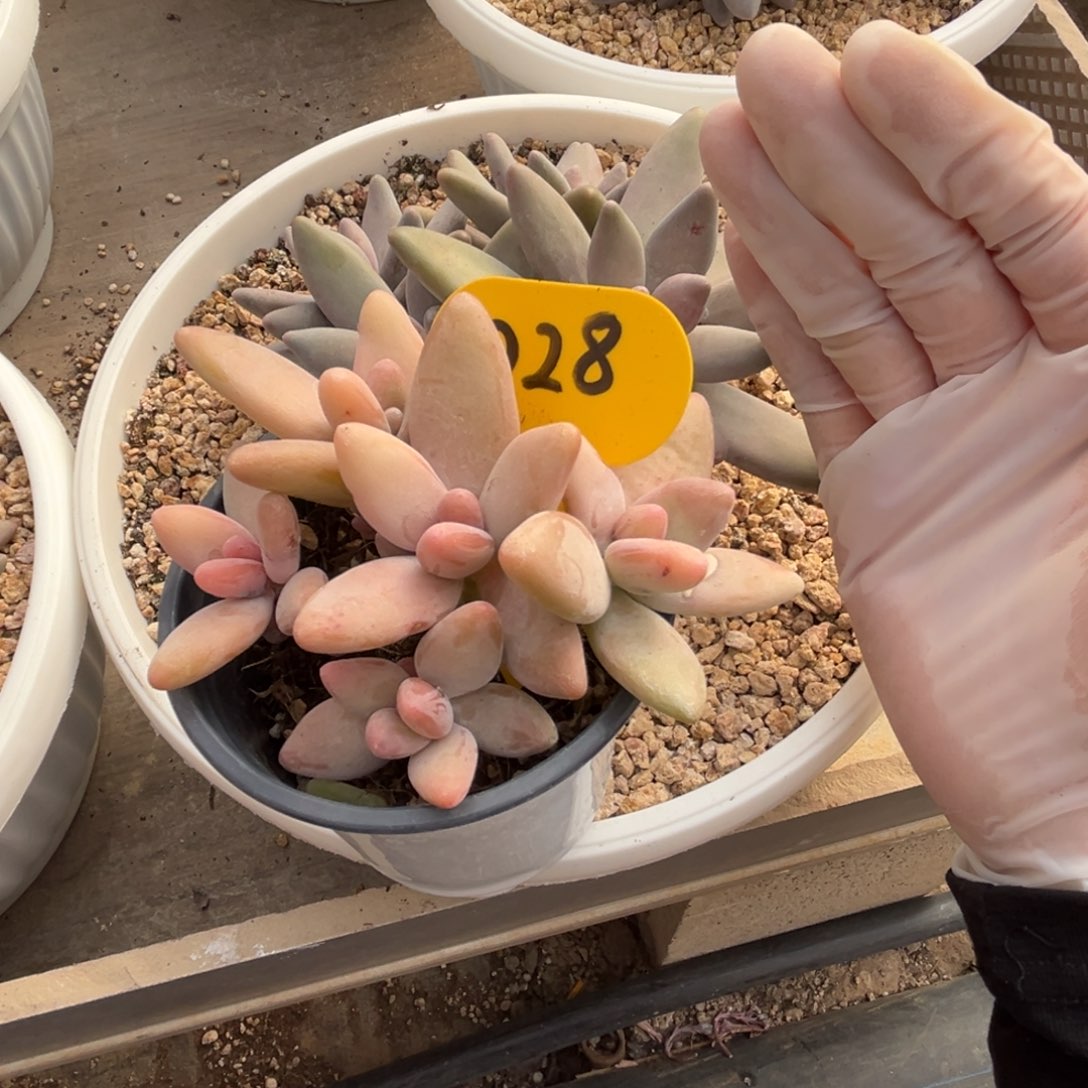 武***明d28企鹅群生呀呀呀呀