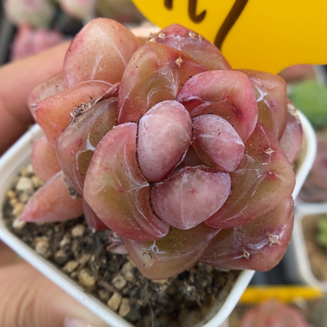粉钻心珍妮919号。 