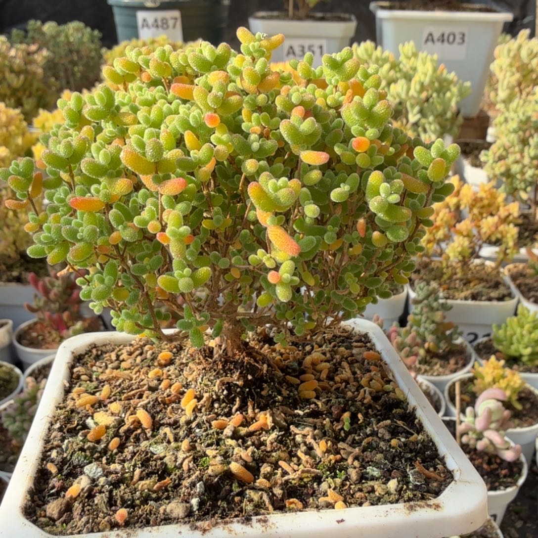 A654蜜橘糖球枝干