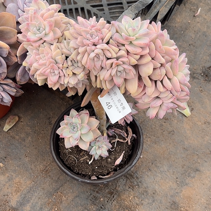 咪***啦淡雪锦缀化，一物一拍