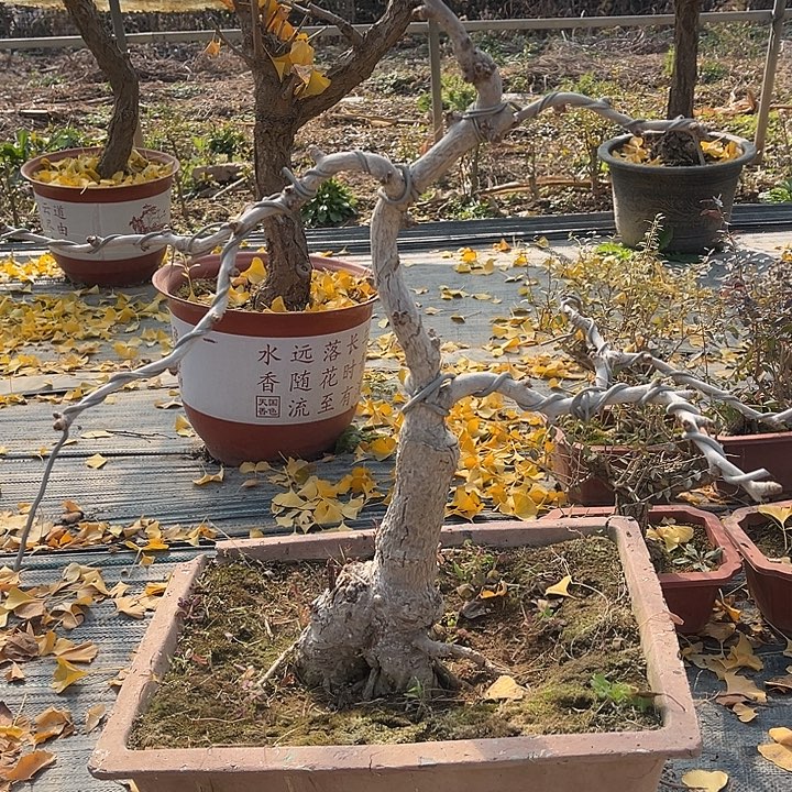 完全开放银杏盆景一物一拍