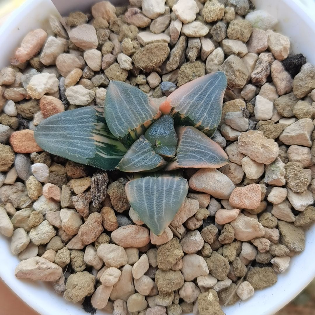 10号和田玉克锦一物一拍带盆土发货