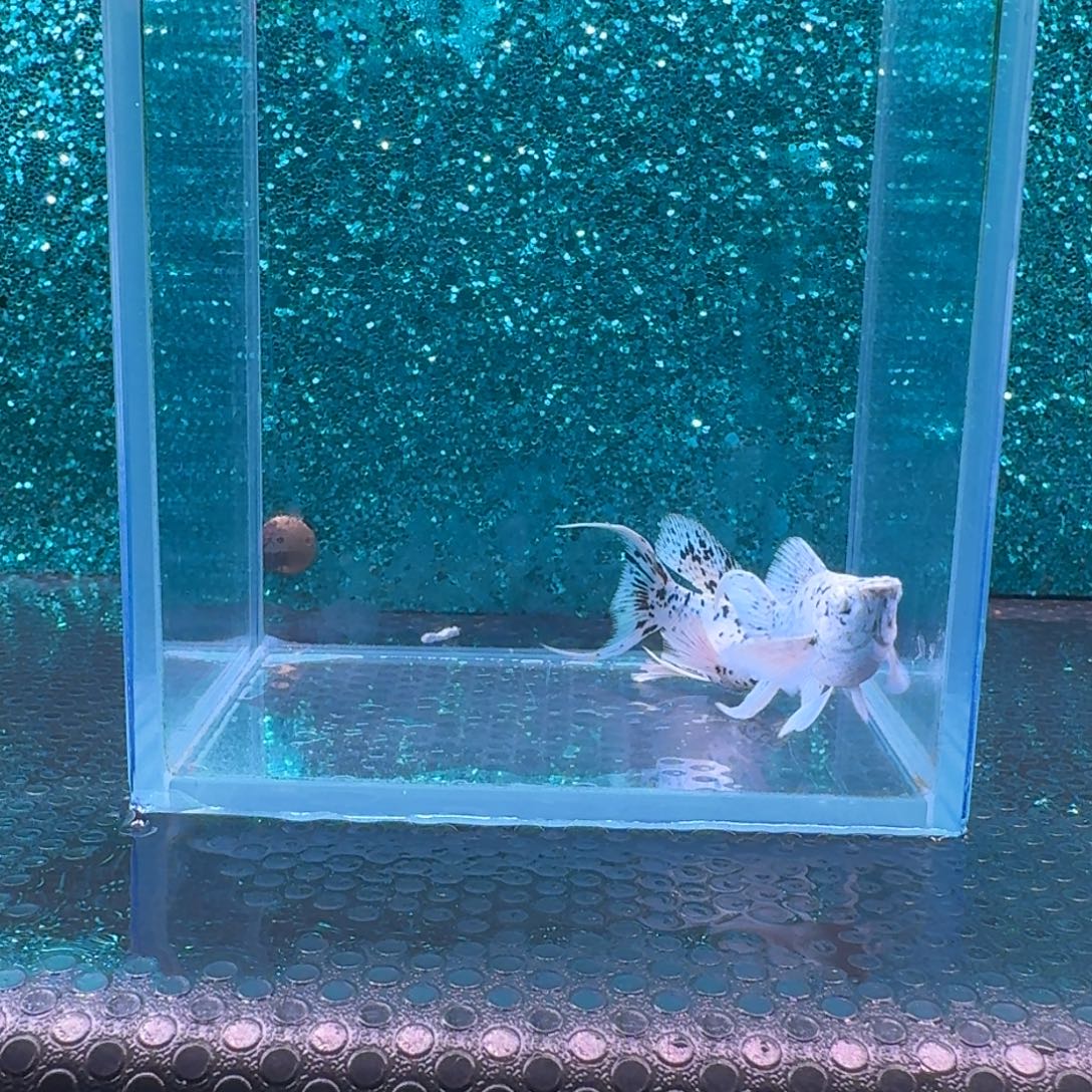 黑玛丽鱼536号玛丽2条