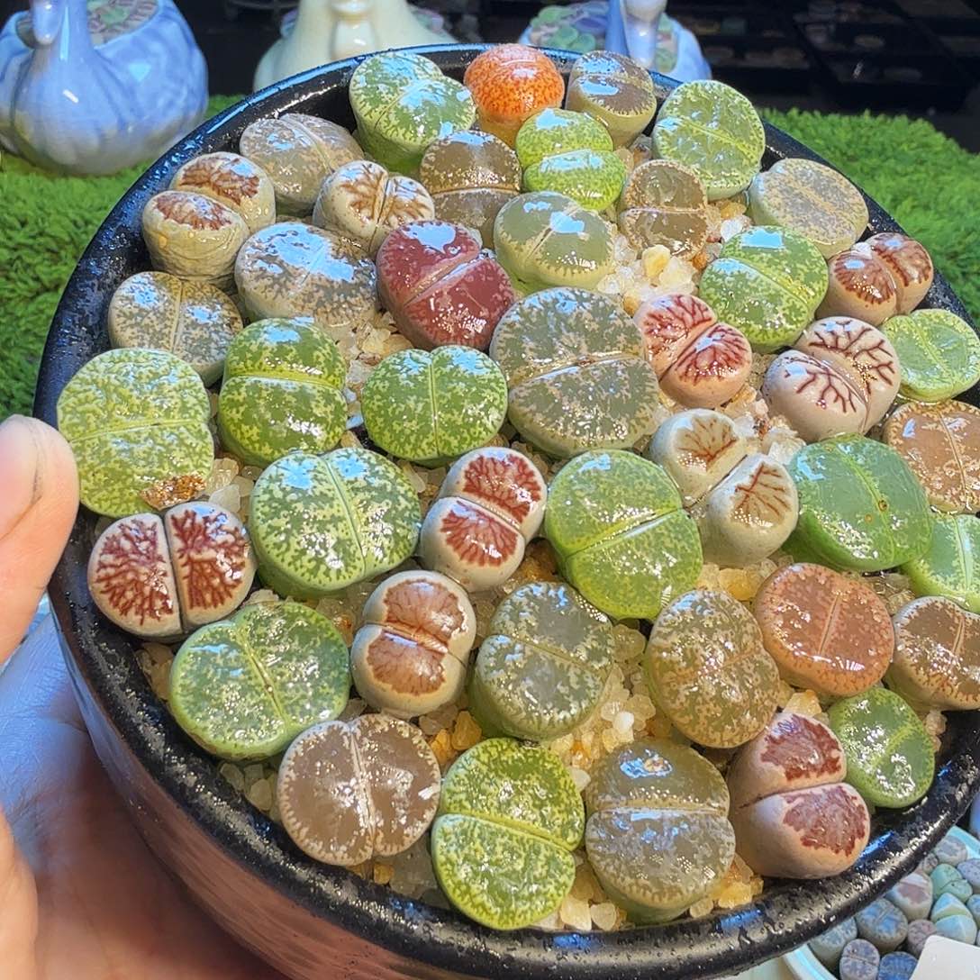 多肉植物福利冲950