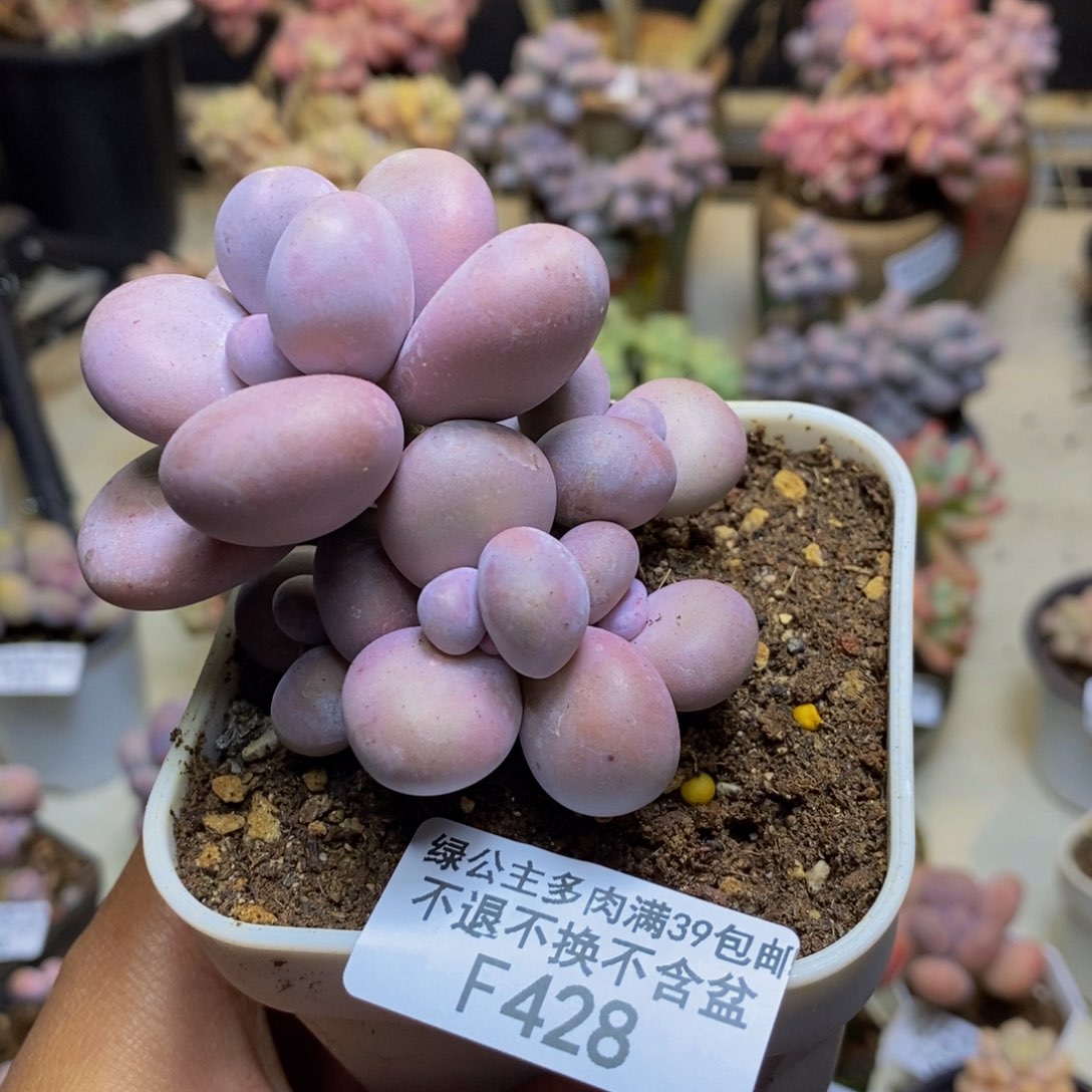 428橙奶多肉肉7cm