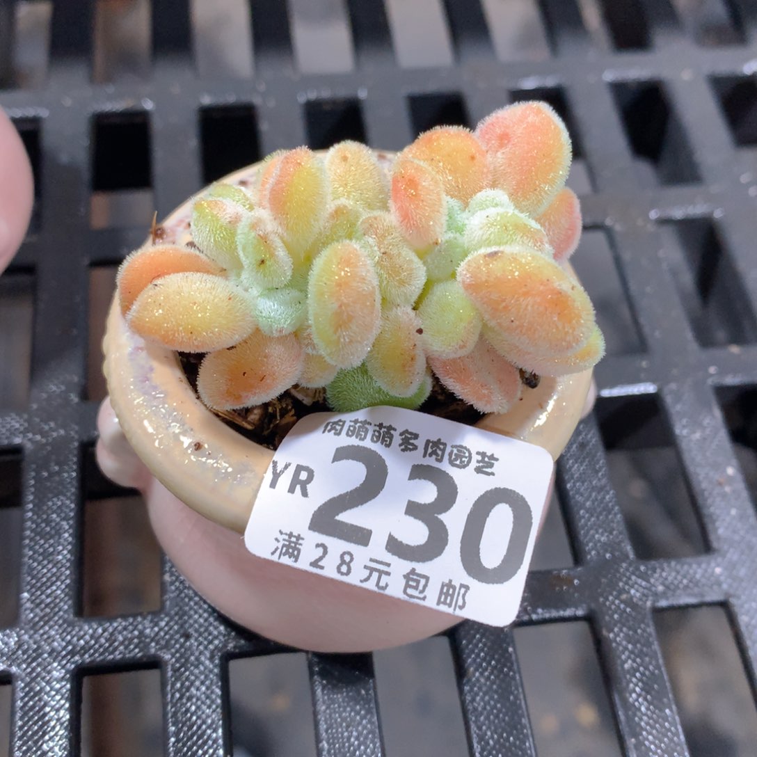 肉萌萌拇指盆精控多肉YR230