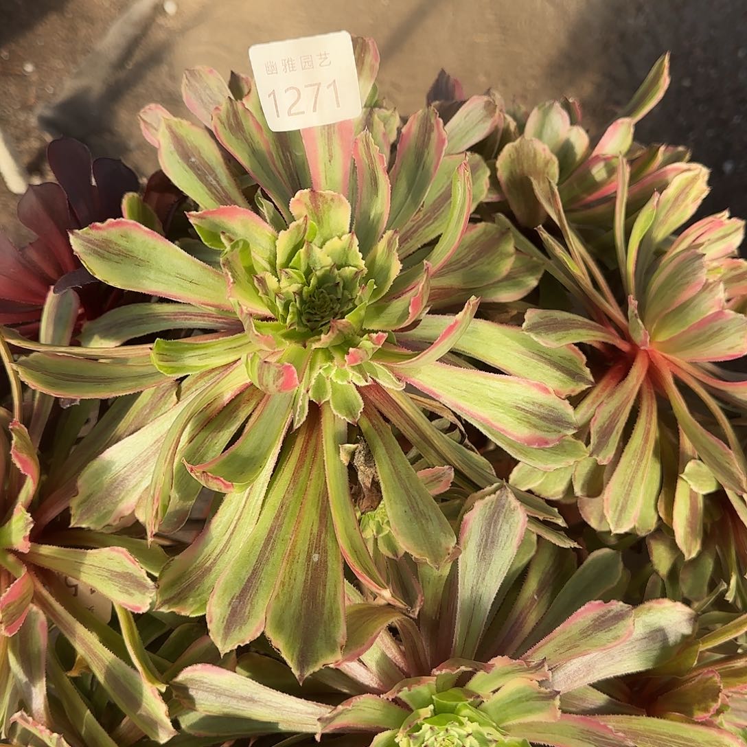多肉植物萤火粉黛1271