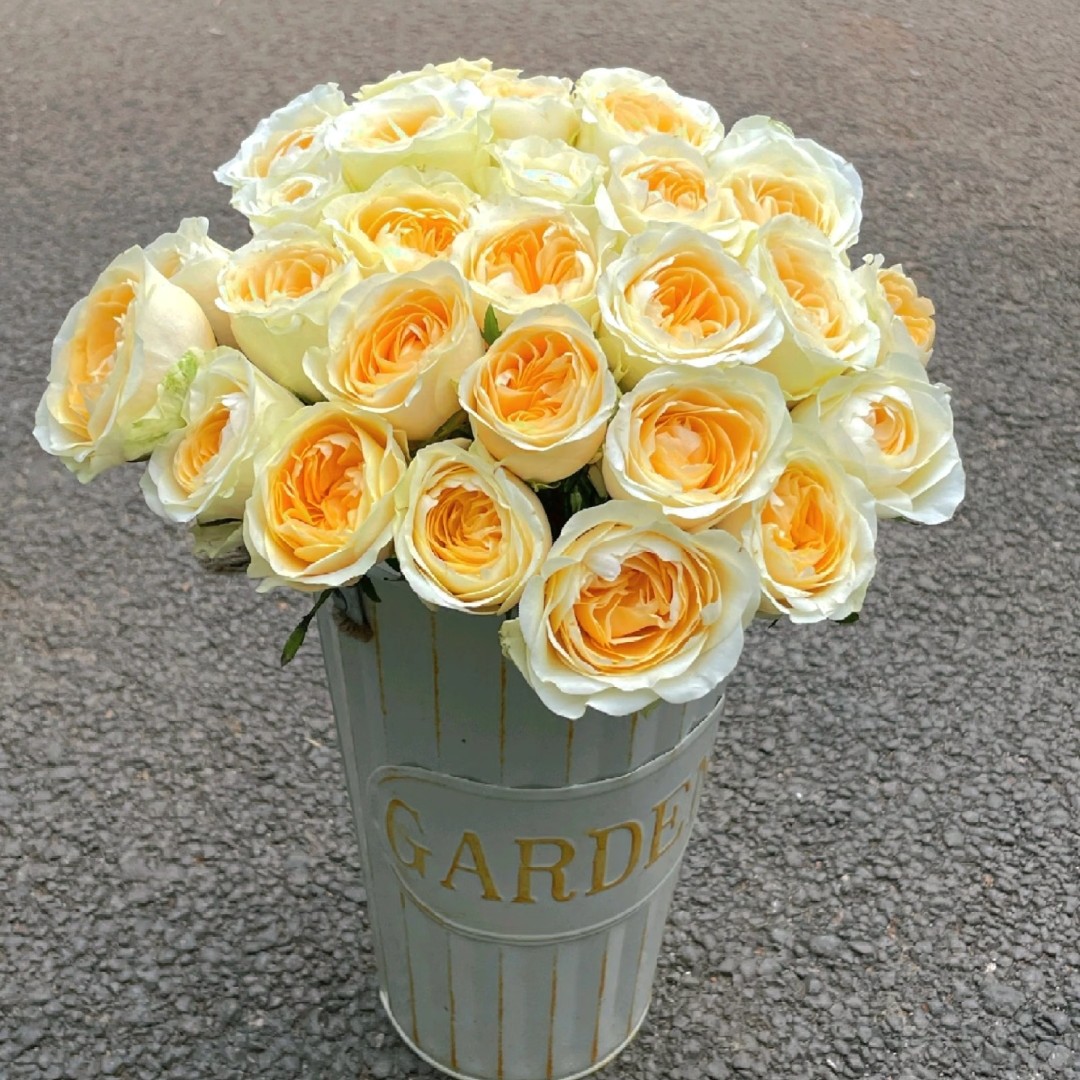  奶油杯【买三送一】云南直发玫瑰老桩苗盆栽地栽花卉多季重复开花