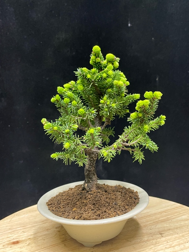 茶台小品，虾夷松，翠绿的松叶，亮眼