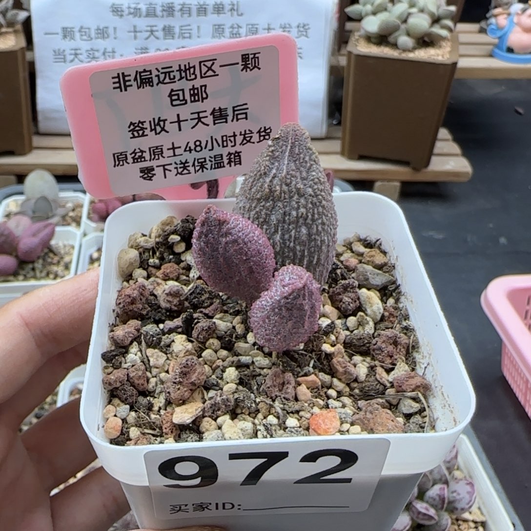 972猪舌多肉植物