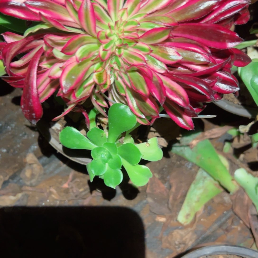 369 号多肉植物法师