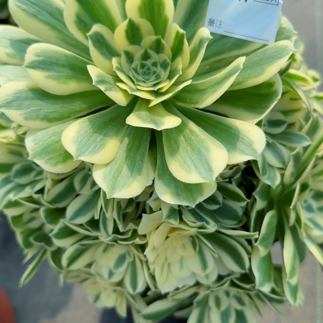 默6747迈巴赫多肉多肉