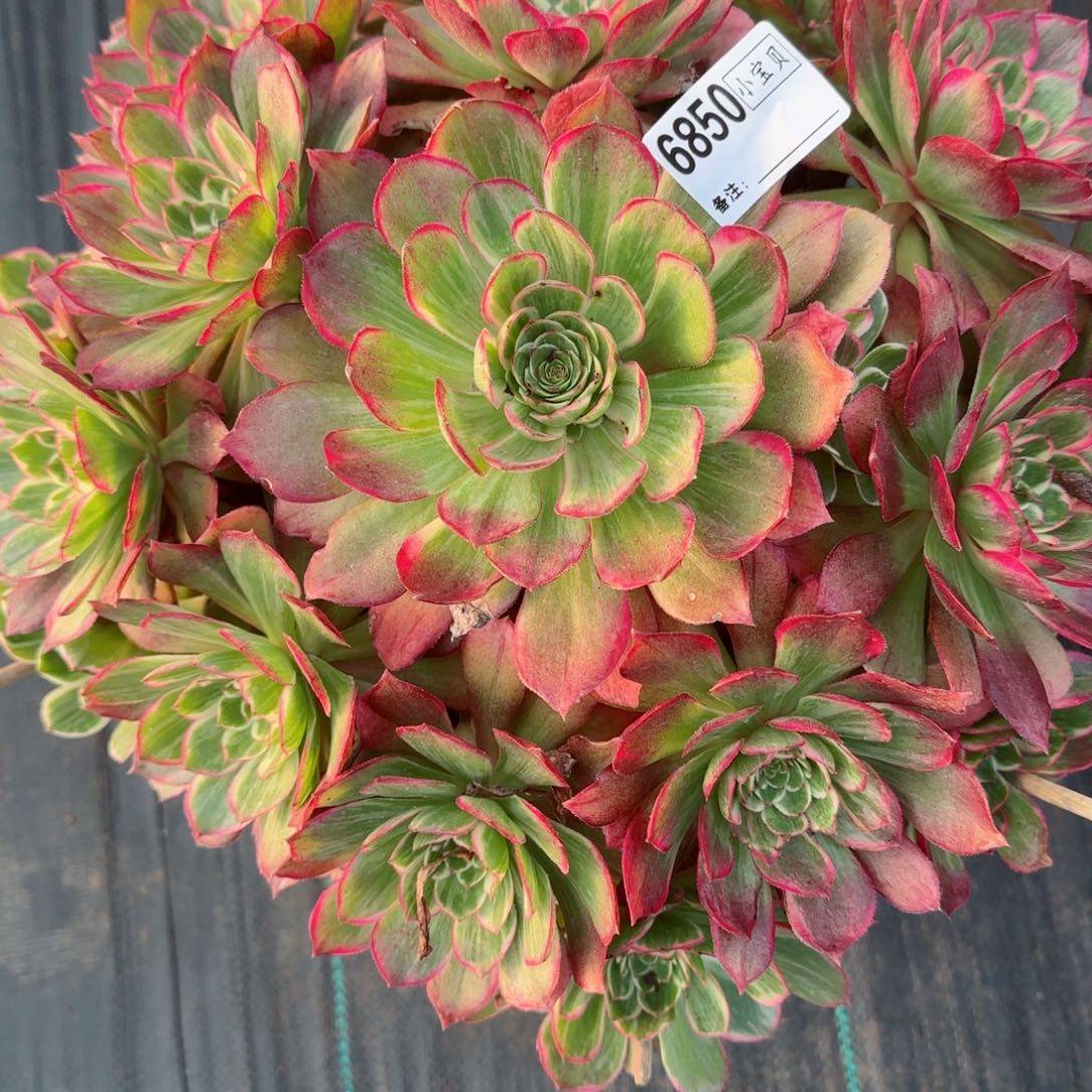 6850莲花座多肉多肉