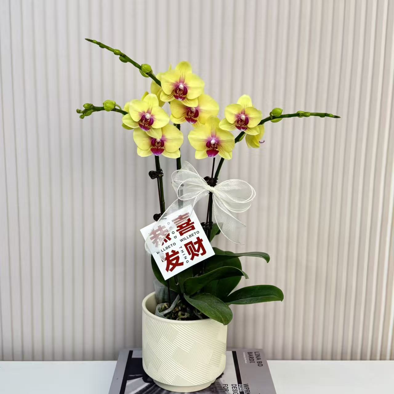 【朝日】蝴蝶兰  粉色中大花型  四季花 室内花精品 源头基地直发