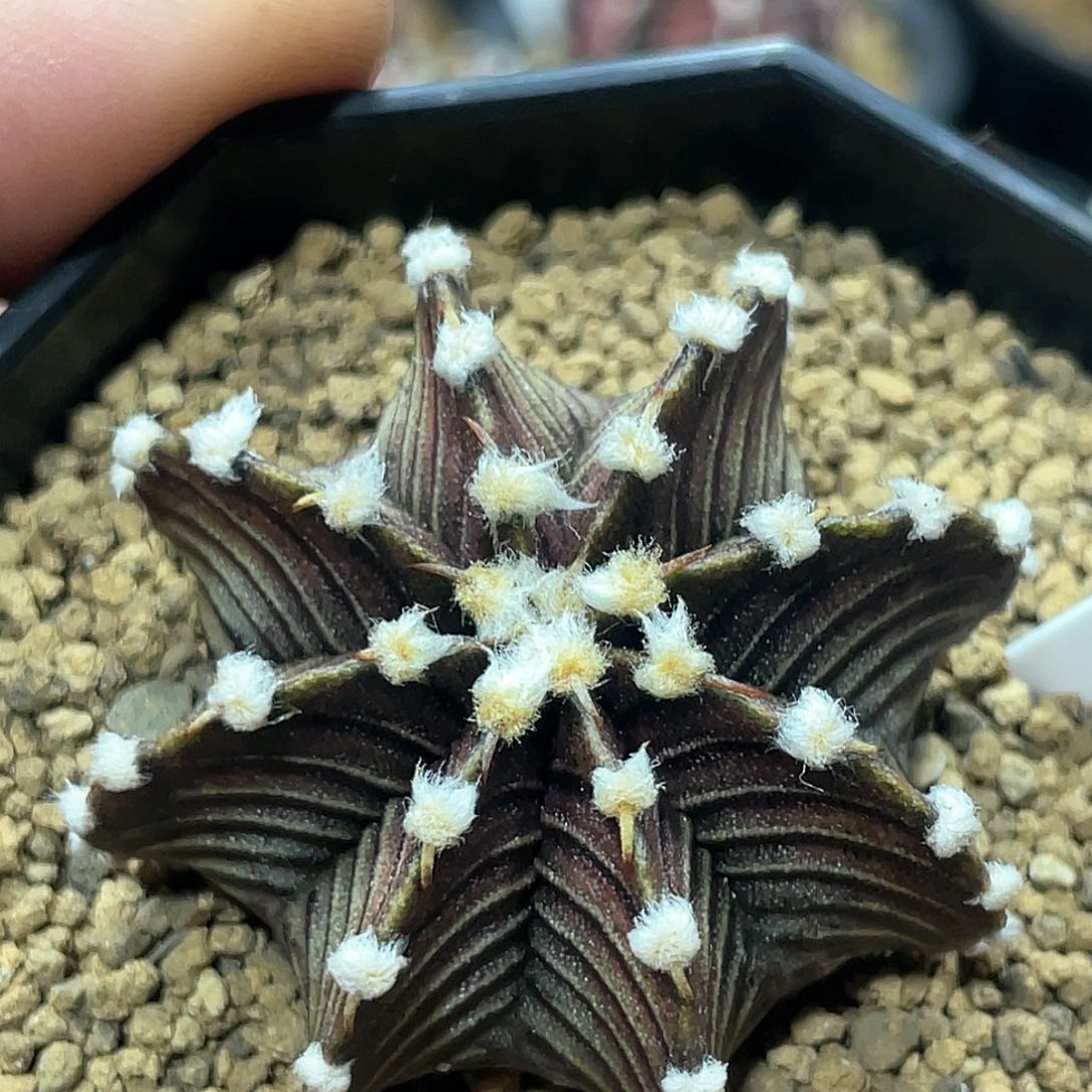 泰系实生根，高绒黑肋骨