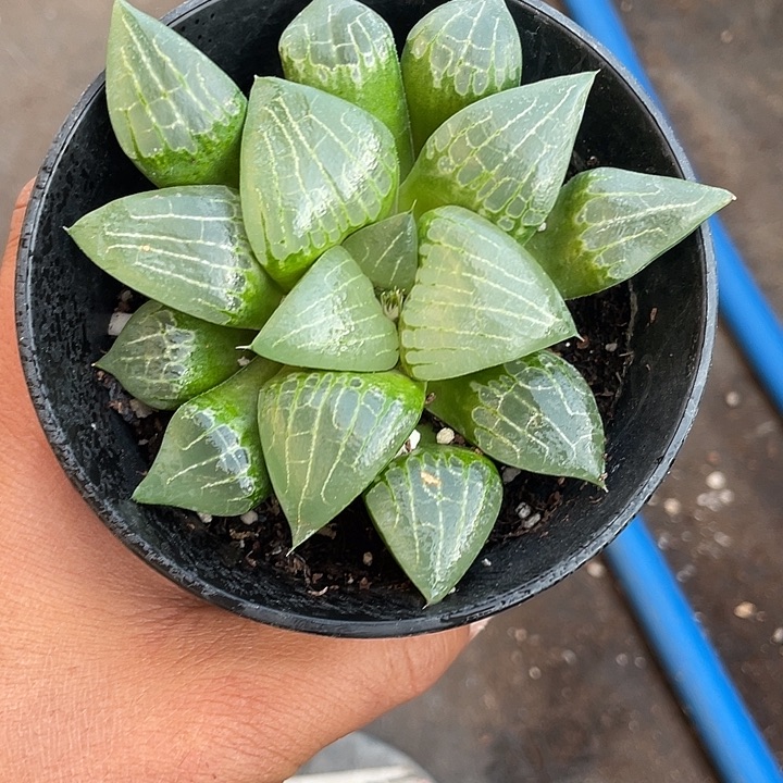 阿旁宫受带盆发货