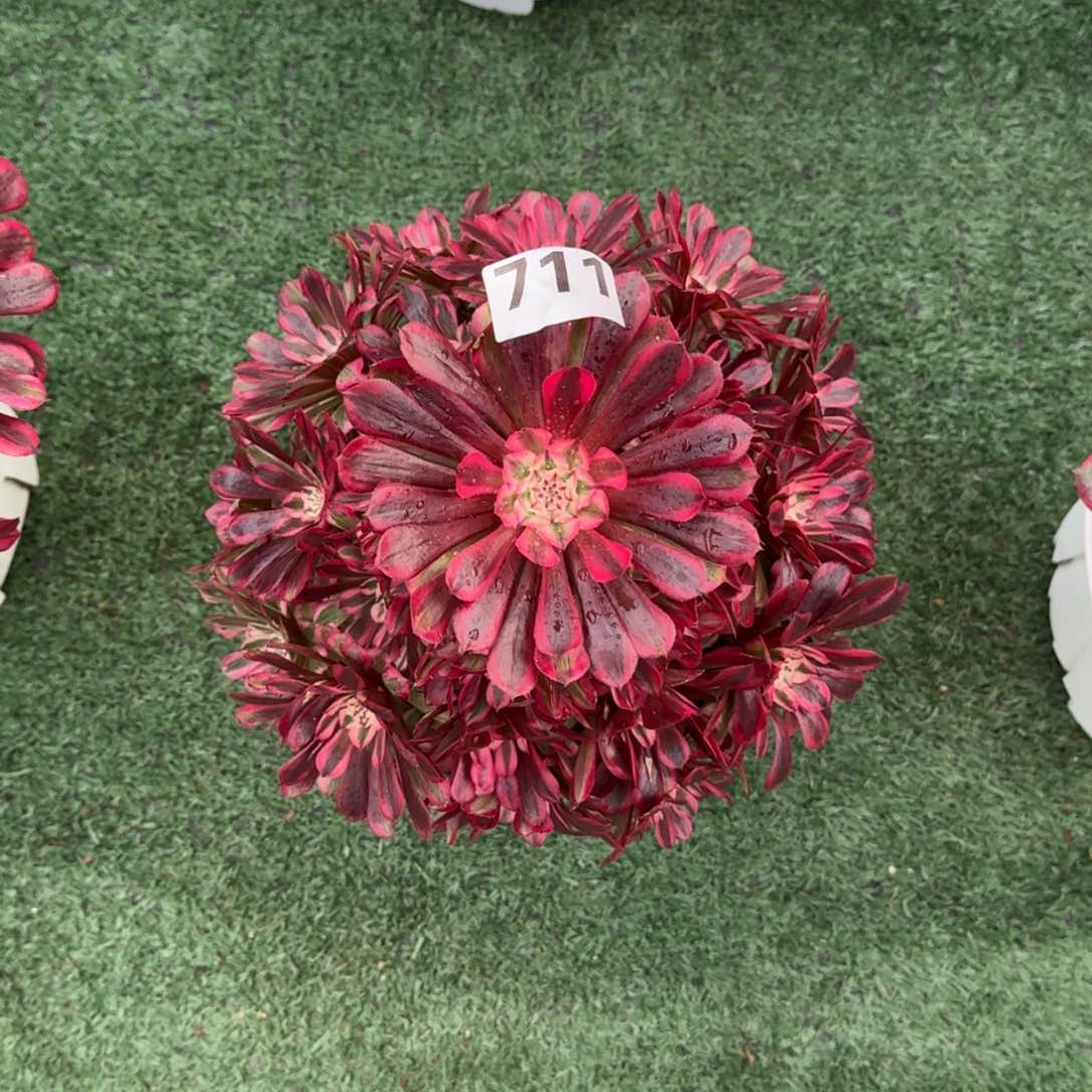 711！红铜白法师多肉植物