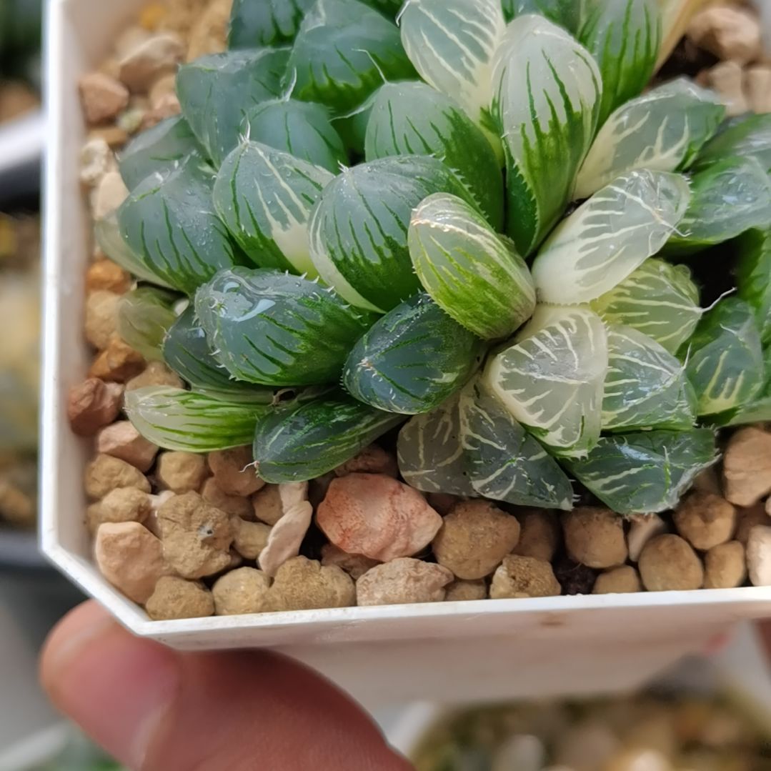 160花翼 双头 5厘米左右一物一拍带盆土