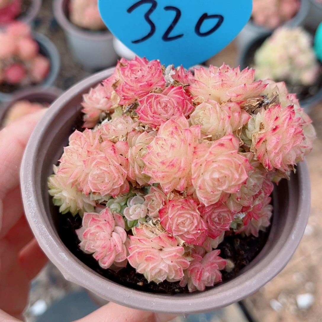 320号小老桩麦秆群不包整