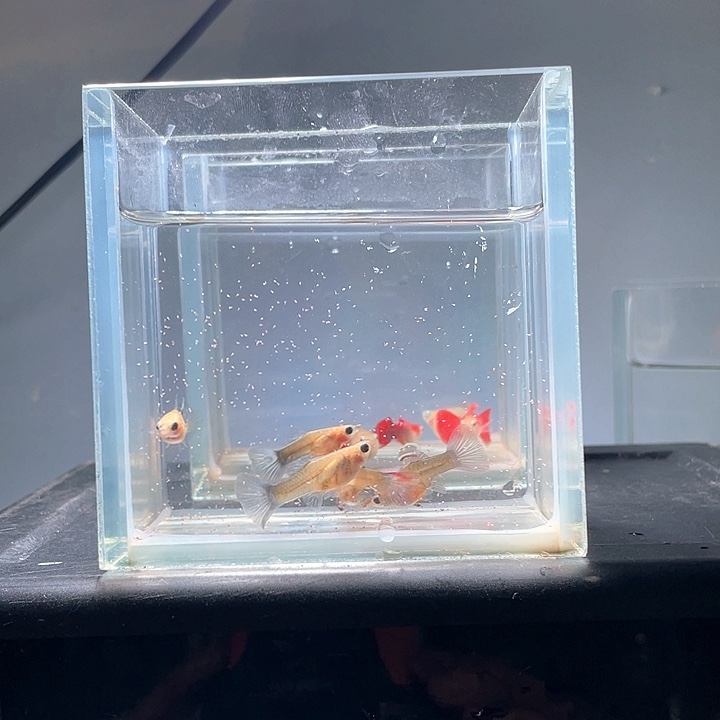 T***︑孔雀鱼5条白鼠+5条青铜鼠+10条胡子