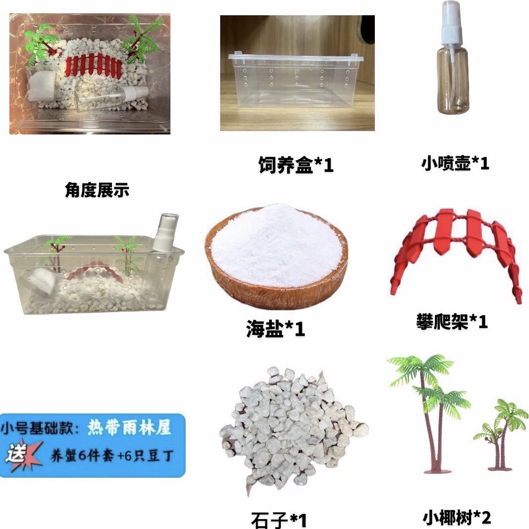 寄居蟹套盒小豆丁整套包含6只陆生寄居蟹包活5只
