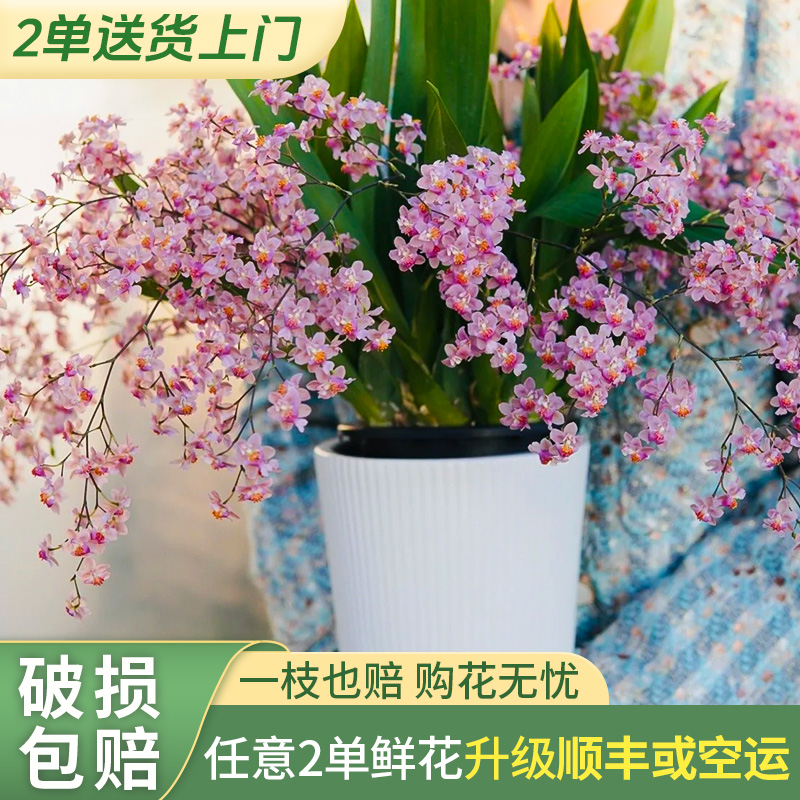 【源头优选】梦香兰-光宗粉/元旦预热-任意2单鲜花升级快递