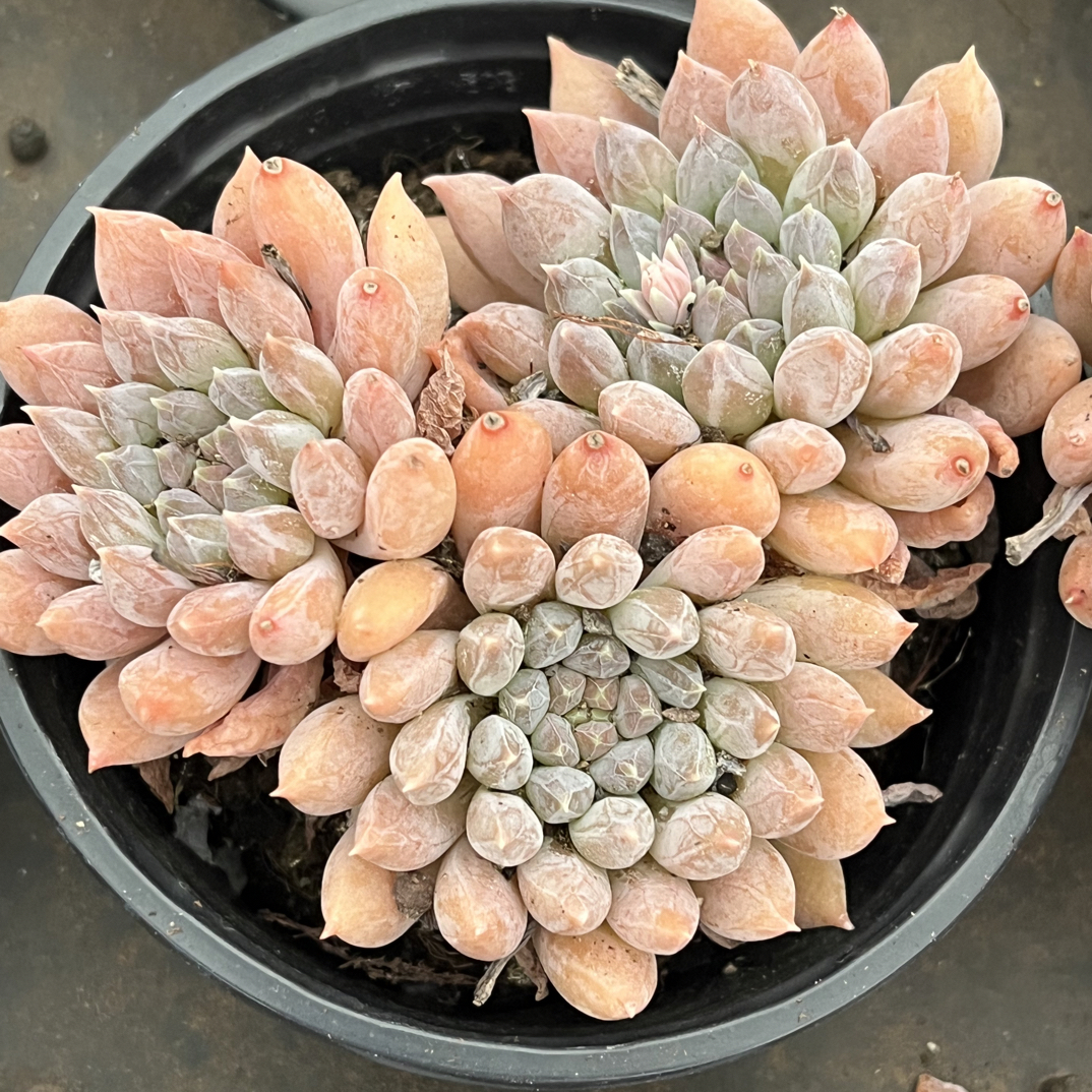 【任意下单即包邮】香锁美人群8-9厘米多肉植物，带盆土发货