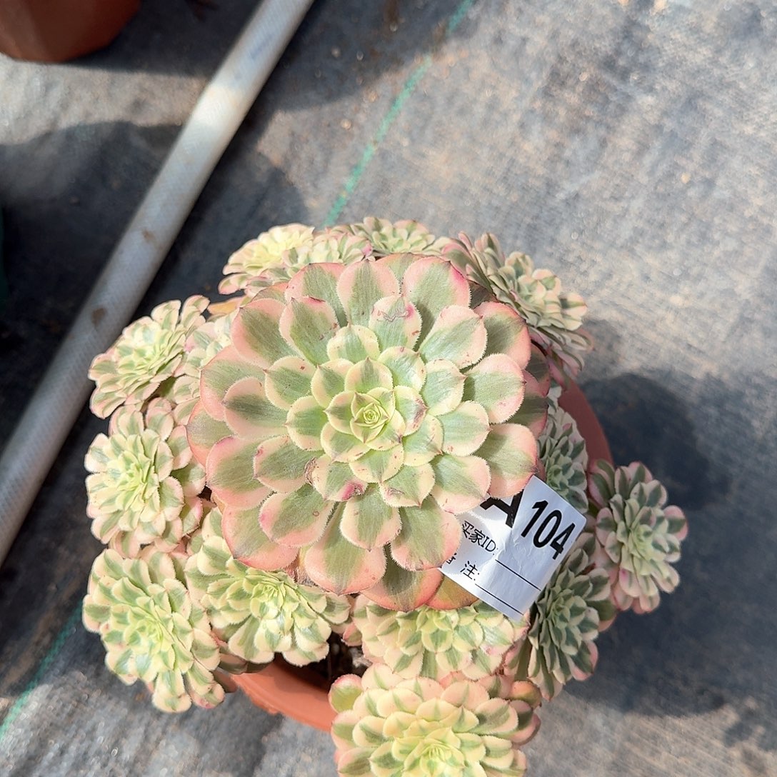粉铜多肉法师aaa104