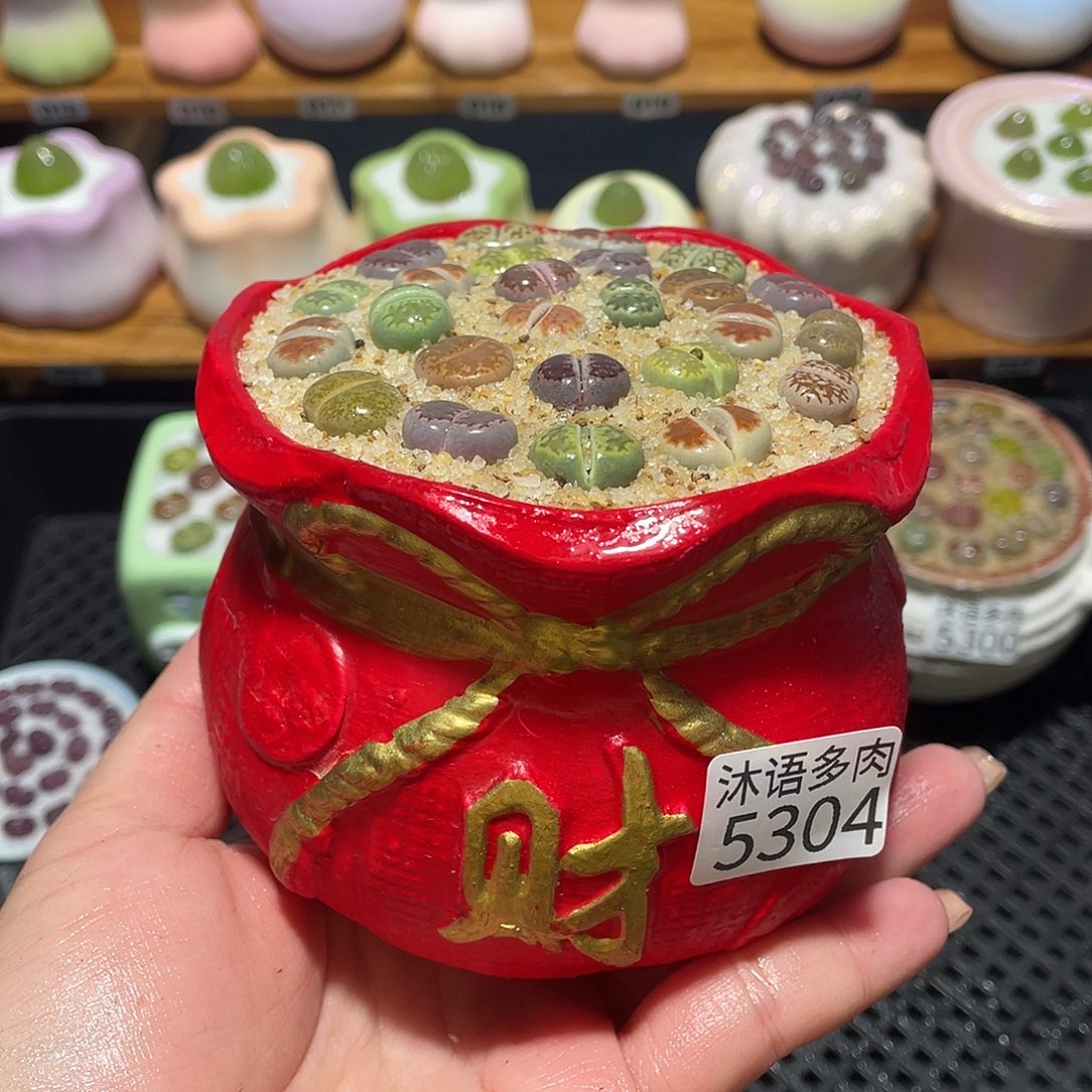 带盆土植物 一物一拍5304