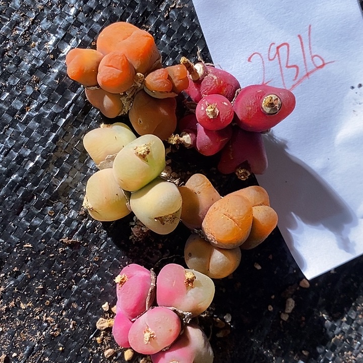 29316。   一组。 一组。  