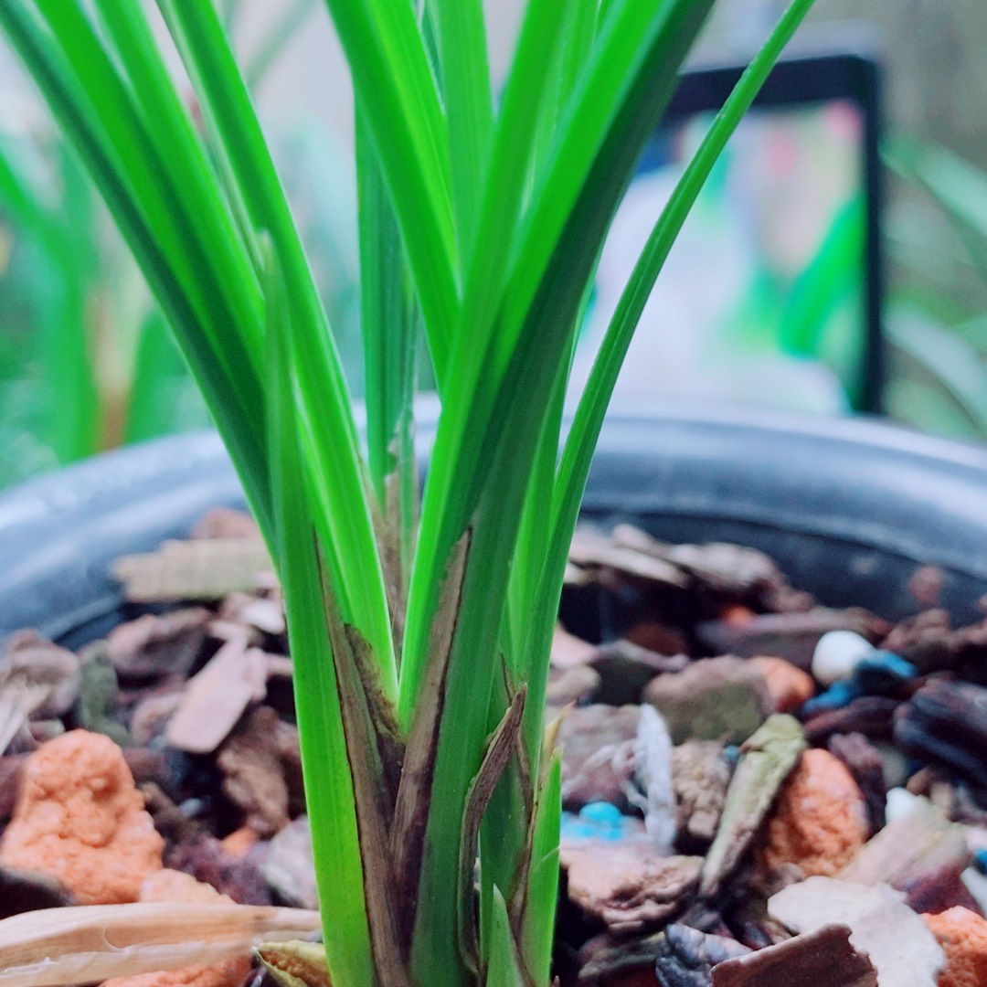 当前无花栽培后可以开花