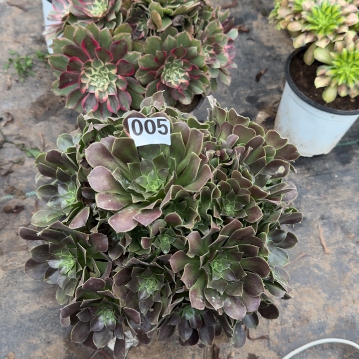 005荷兰玫瑰➕莲花座包邮。       